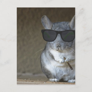 Carte Postale Chinchilla