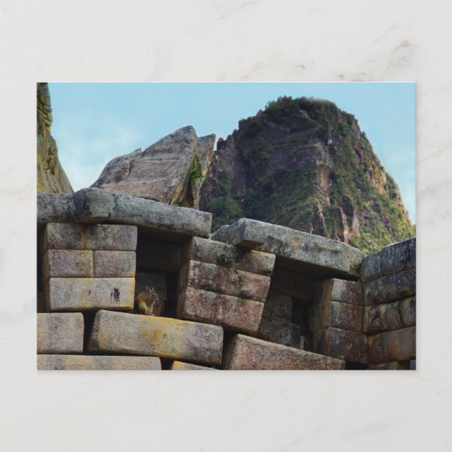 Carte Postale Chinchilla à Machu Picchu, Pérou (Devant)