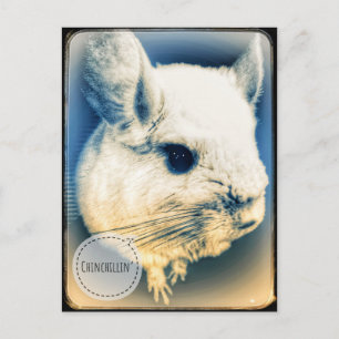 Carte Postale Chinchillin FullSizeRender