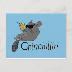 Carte Postale chinchilline