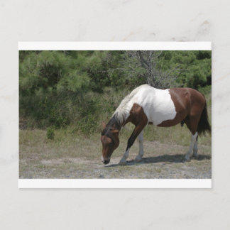 Carte Postale Chincoteague
