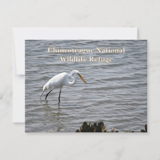 Carte Postale Chincoteague National Wildlife Great Heron Egret
