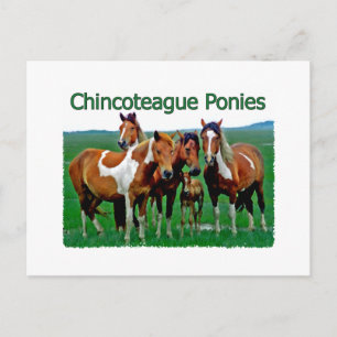 Carte Postale Chincoteague Ponies (famille)