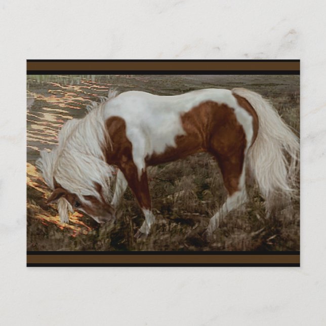 Carte Postale Chincoteague Pony PC (Devant)