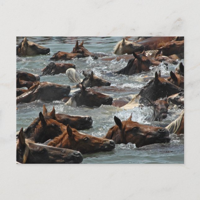 Carte Postale Chincoteague Pony Swim (Devant)