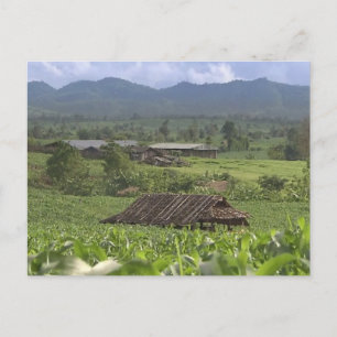 Carte Postale Chine Herbal Plantes de médiation récoltant le Yun