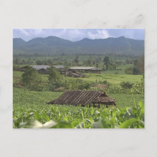 Carte Postale Chine Herbal Plantes de médiation récoltant le Yun