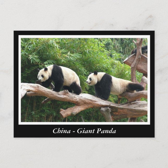Carte Postale Chine - Panda géant (Devant)