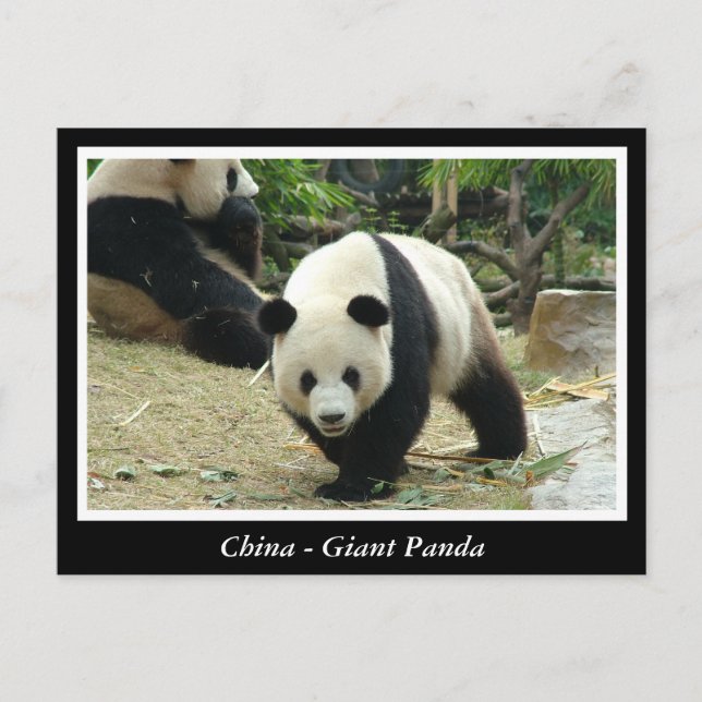 Carte Postale Chine - Panda géant (Devant)