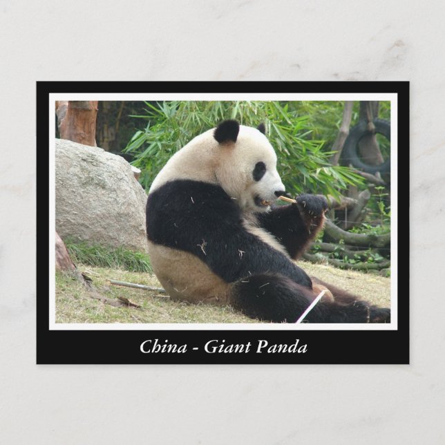 Carte Postale Chine - Panda géant (Devant)
