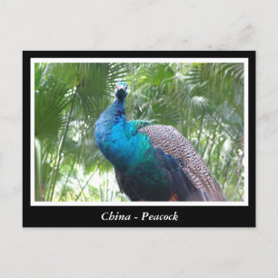 Carte Postale Chine, paon
