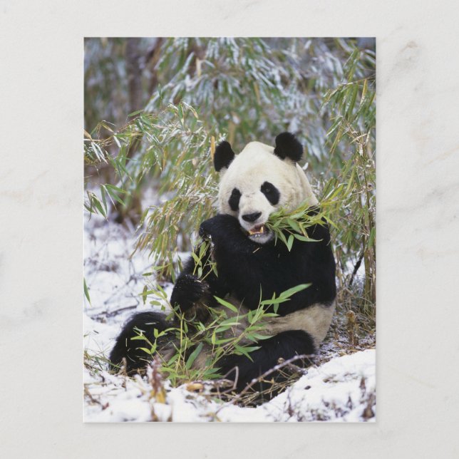 Carte Postale Chine, province du Sichuan. Le Panda géant se nour (Devant)