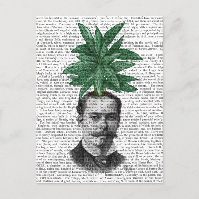 Carte Postale Chinese Evergreen Head Plant Head (Devant)