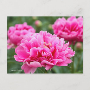Carte Postale Chinese Peony [Carte Postale] ポ regarder ー ド