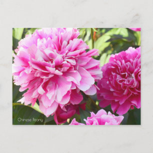Carte Postale Chinois [Carte postale]