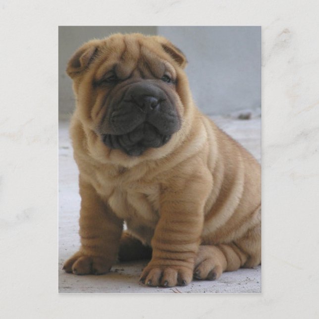 Carte Postale Chinois Shar Pei (Devant)