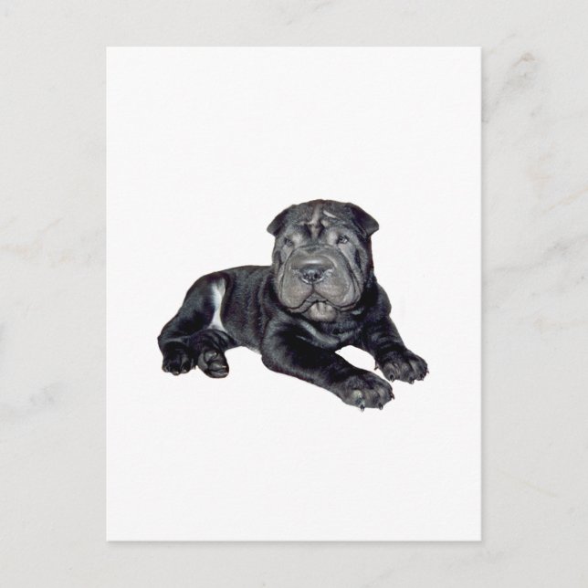 Carte Postale Chinois Shar Pei - chiot noir (Devant)