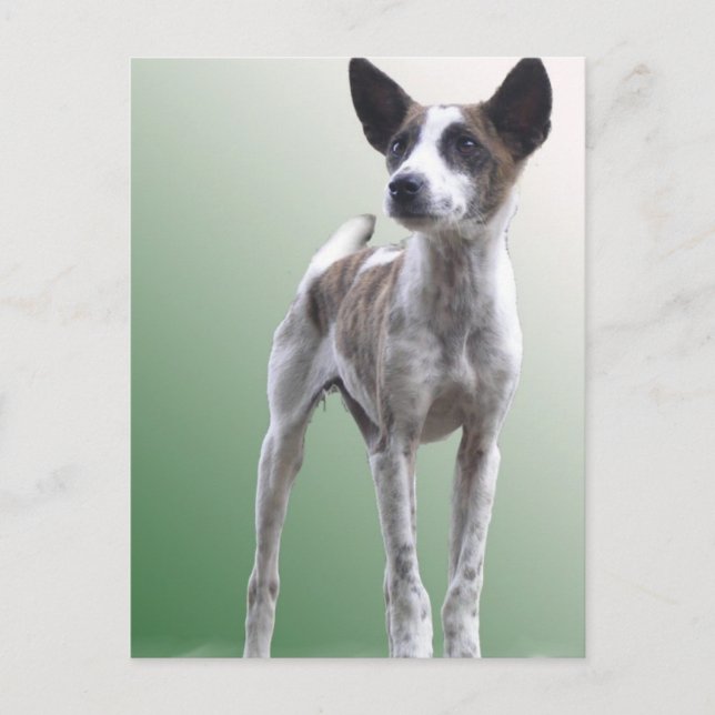 Carte postale chinoise Crested Show Dog (Devant)
