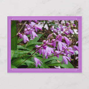 Carte postale Chinoise Ground Orchid