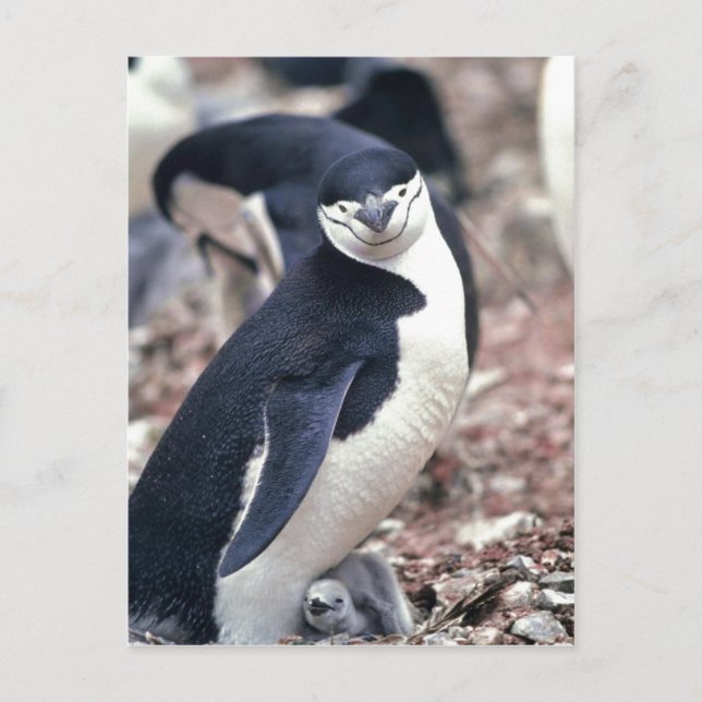 Carte Postale Chinstrap Penguin, Manchot ? jugulaire ( Pygosceli (Devant)