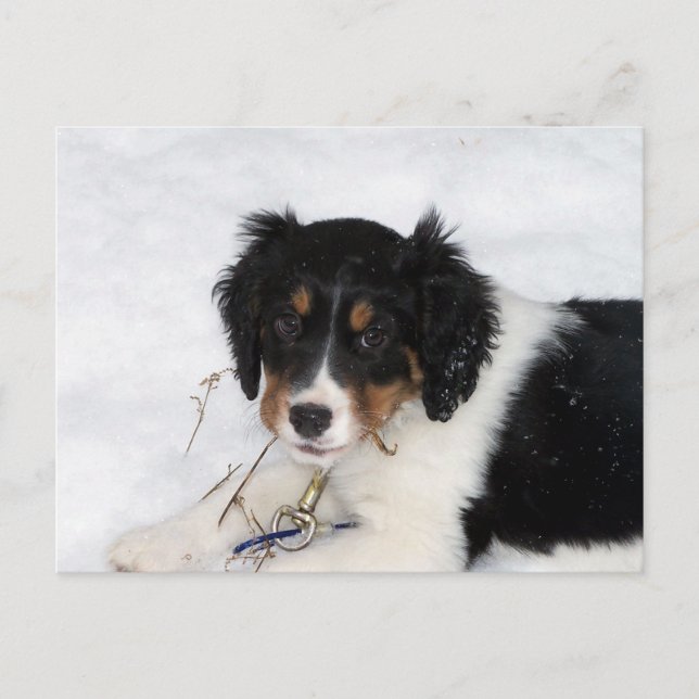 Carte Postale chiot (Devant)