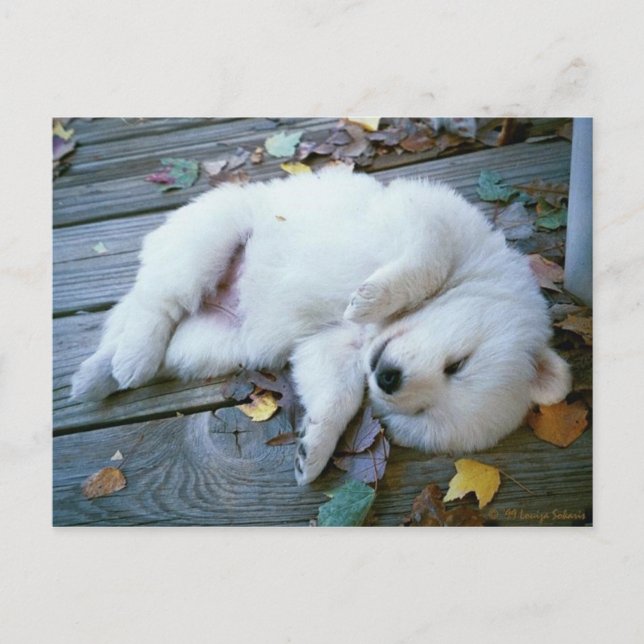 Carte Postale chiot (Devant)