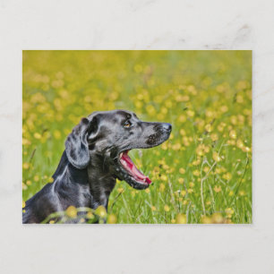 Carte Postale Chiot 16 mois