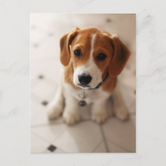 Carte Postale Chiot 2 de beagle (Devant)