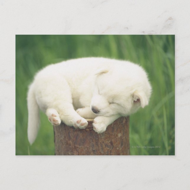 Carte Postale Chiot 4 (Devant)