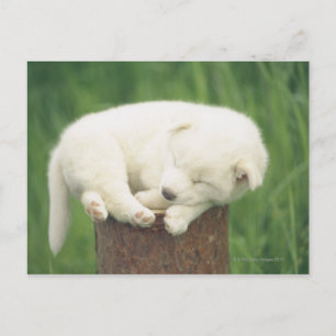 Carte Postale Chiot 4