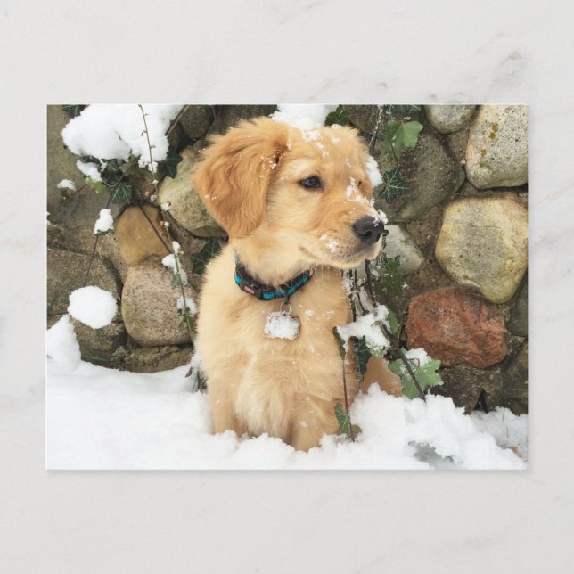 Carte Postale Chiot à neige (Devant)