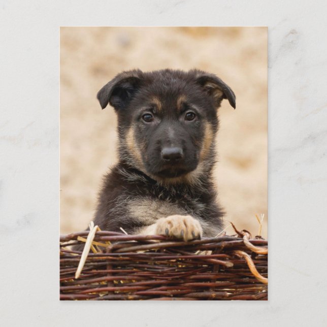 Carte Postale Chiot Allemand En Panier (Devant)