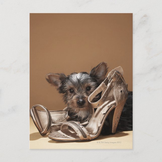 Carte Postale Chiot avec chaussure endommagée (Devant)