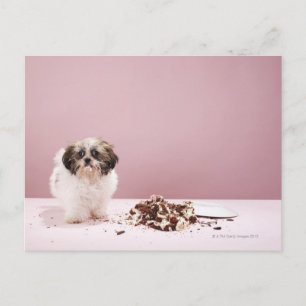 Carte Postale Chiot avec gâteau à l'étage