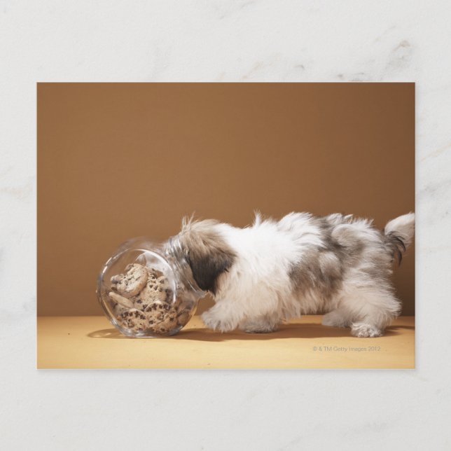 Carte Postale Chiot avec la tête dans un pot de biscuit (Devant)
