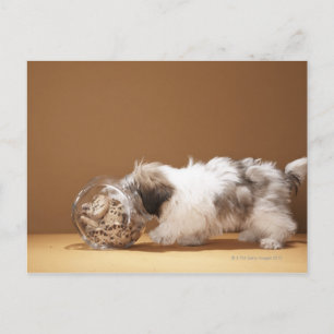 Carte Postale Chiot avec la tête dans un pot de biscuit