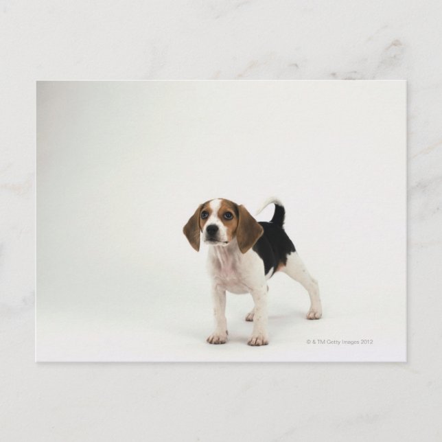 Carte Postale chiot beagle (Devant)