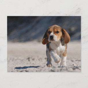 Carte Postale chiot beagle