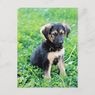 Carte Postale Chiot berger allemand