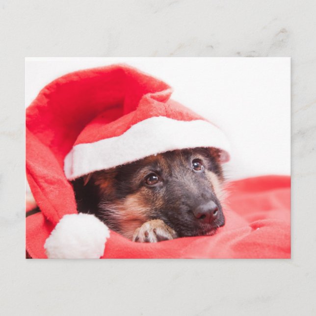 Carte Postale Chiot berger allemand (Devant)