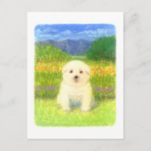 Carte Postale Chiot blanc