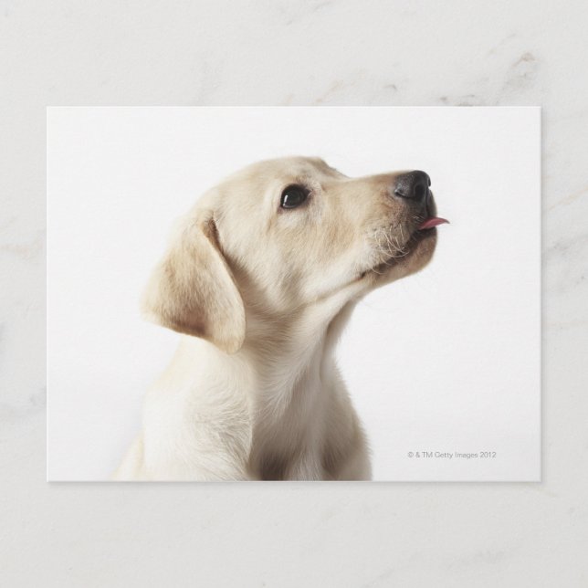 Carte Postale Chiot blond Labrador qui sort de la langue (Devant)