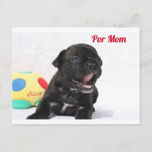 Carte Postale chiot bouledogue français