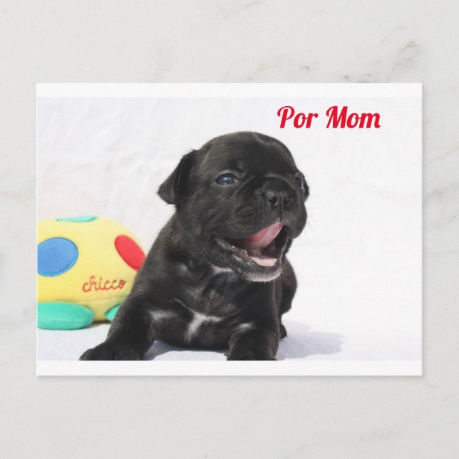 Carte Postale chiot bouledogue français (Devant)