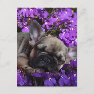 Carte Postale chiot bouledogue français mignon
