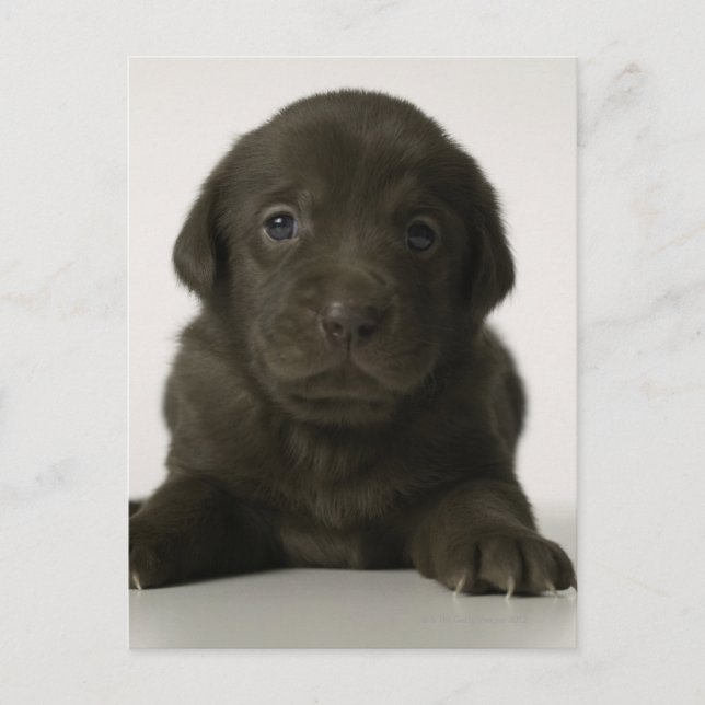 Carte Postale chiot Brown, portrait, gros plan (Devant)