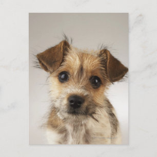 Carte Postale Chiot (Canis familiaris)