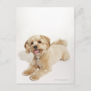 Carte Postale Chiot (Canis familiaris) 2