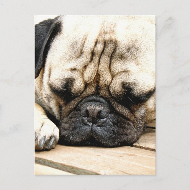 Carte Postale chiot carlin (Devant)