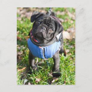 Carte Postale Chiot Carlin Noir Portant Une Veste